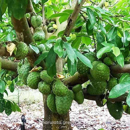 করোসল ফল গাছ - Image 2